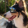 Dog Sunglasses with Gold Chain | Retro Photo Prop Glasses