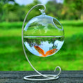 Hanging Glass Aquarium Vase | Wall-Mounted Fish Bowl for Betta & Small Plant
